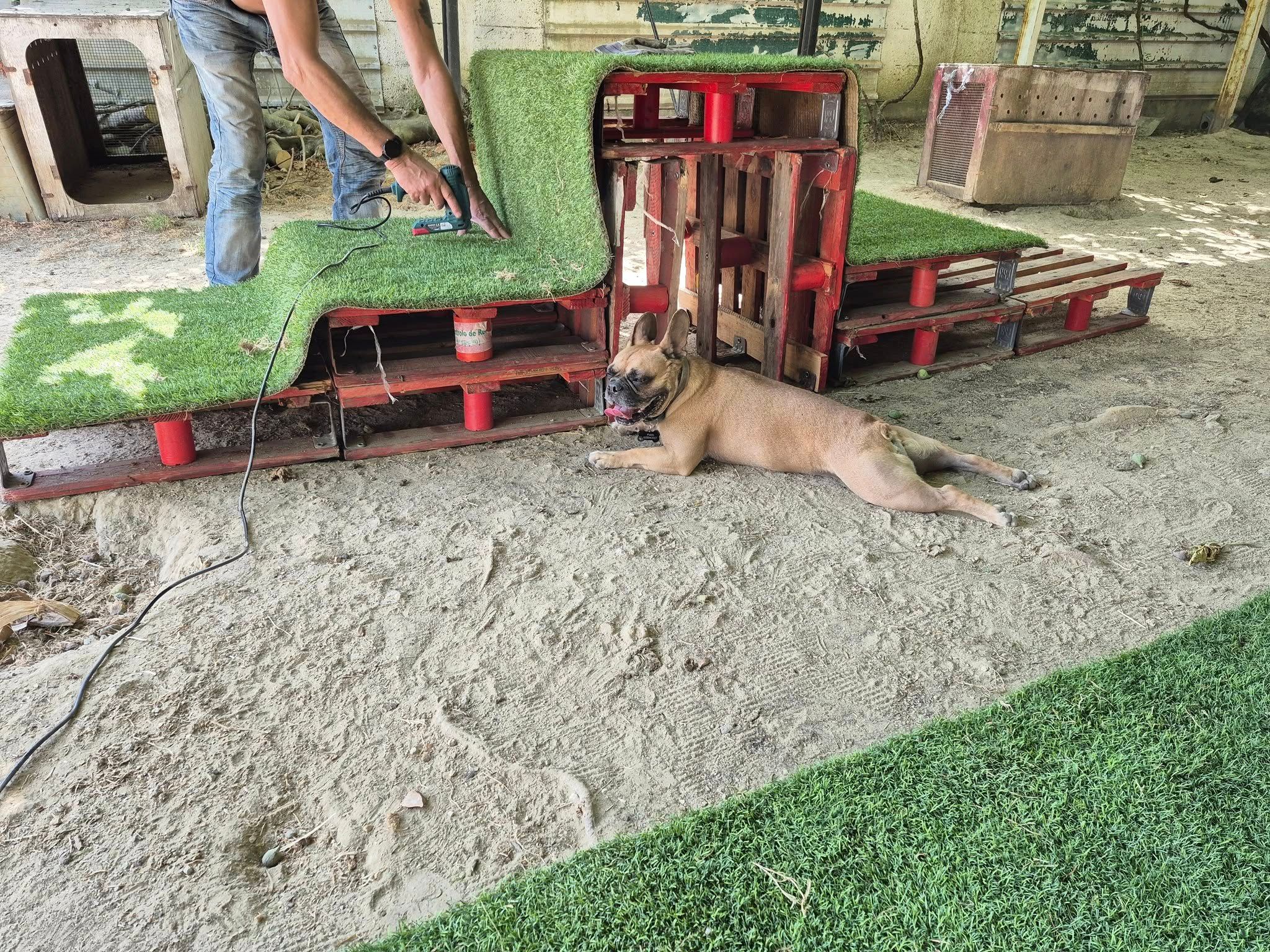 Doginnhotel