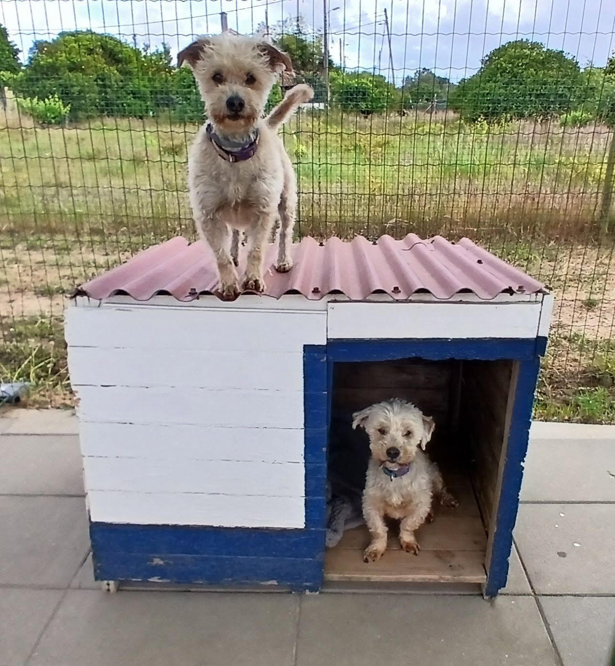 Just for dogs