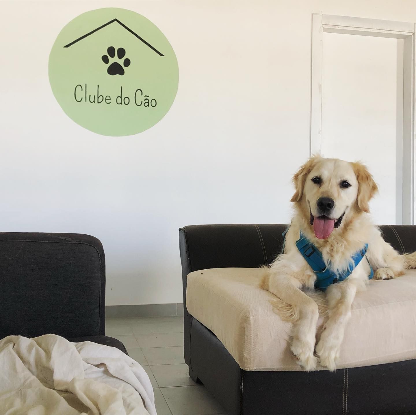 Clube do Cão