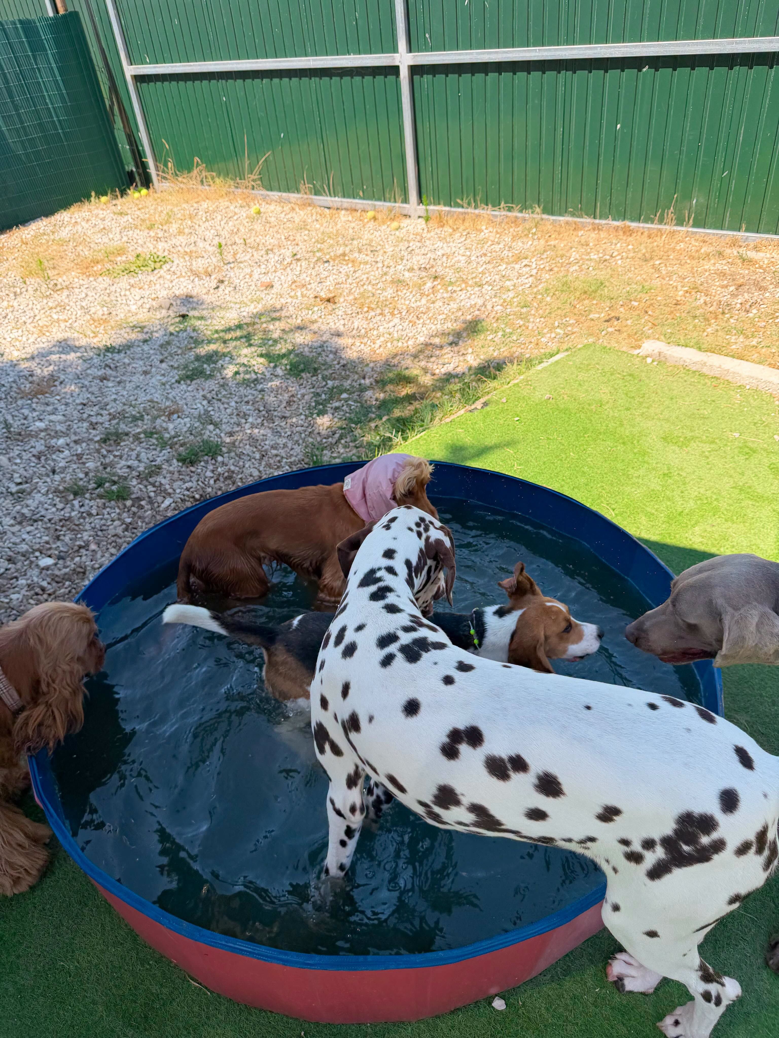 Hotel para Cães e Gatos da Quinta Andorinha - Setúbal