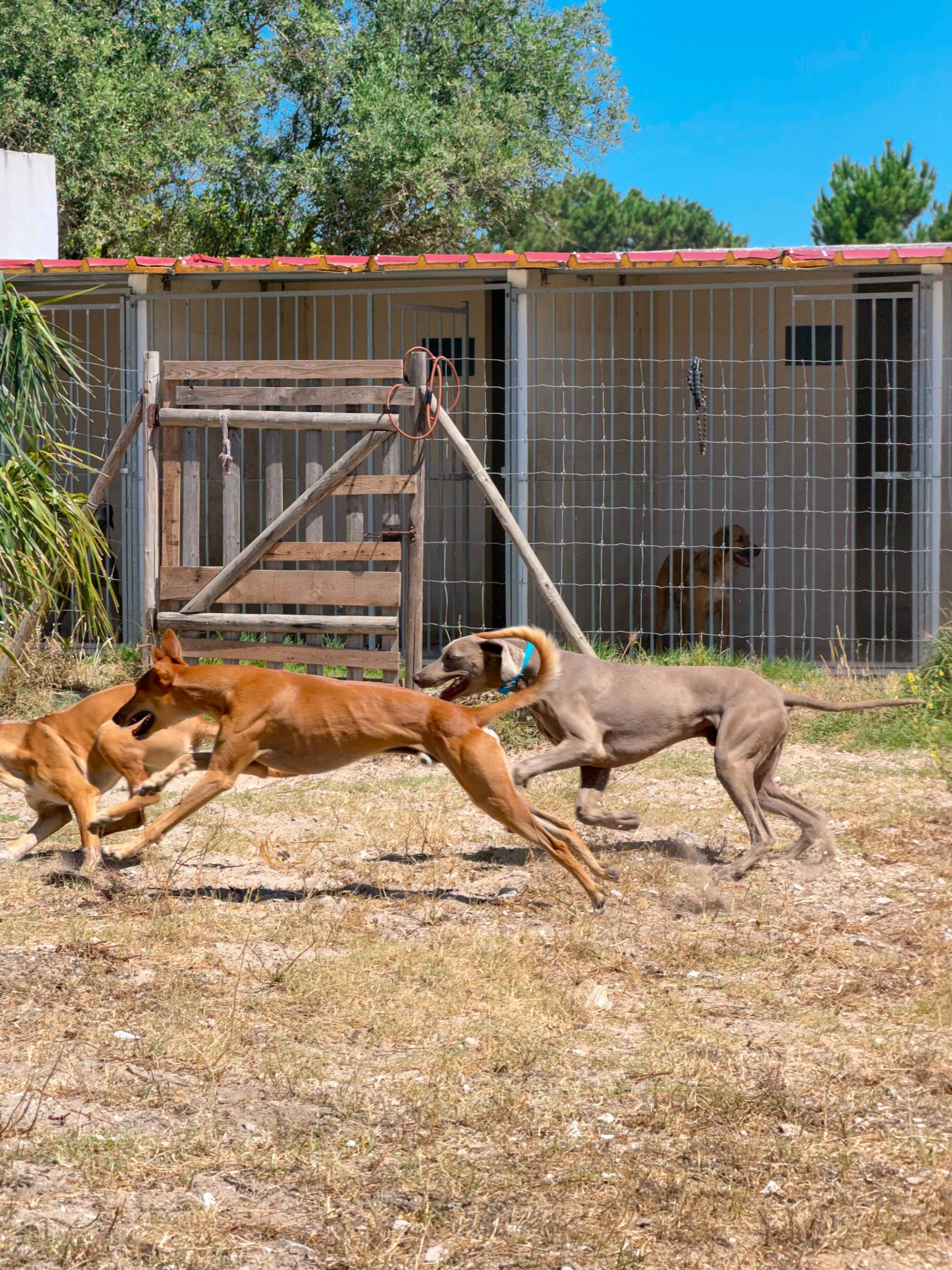 Hotel para Cães e Gatos da Quinta Andorinha - Setúbal