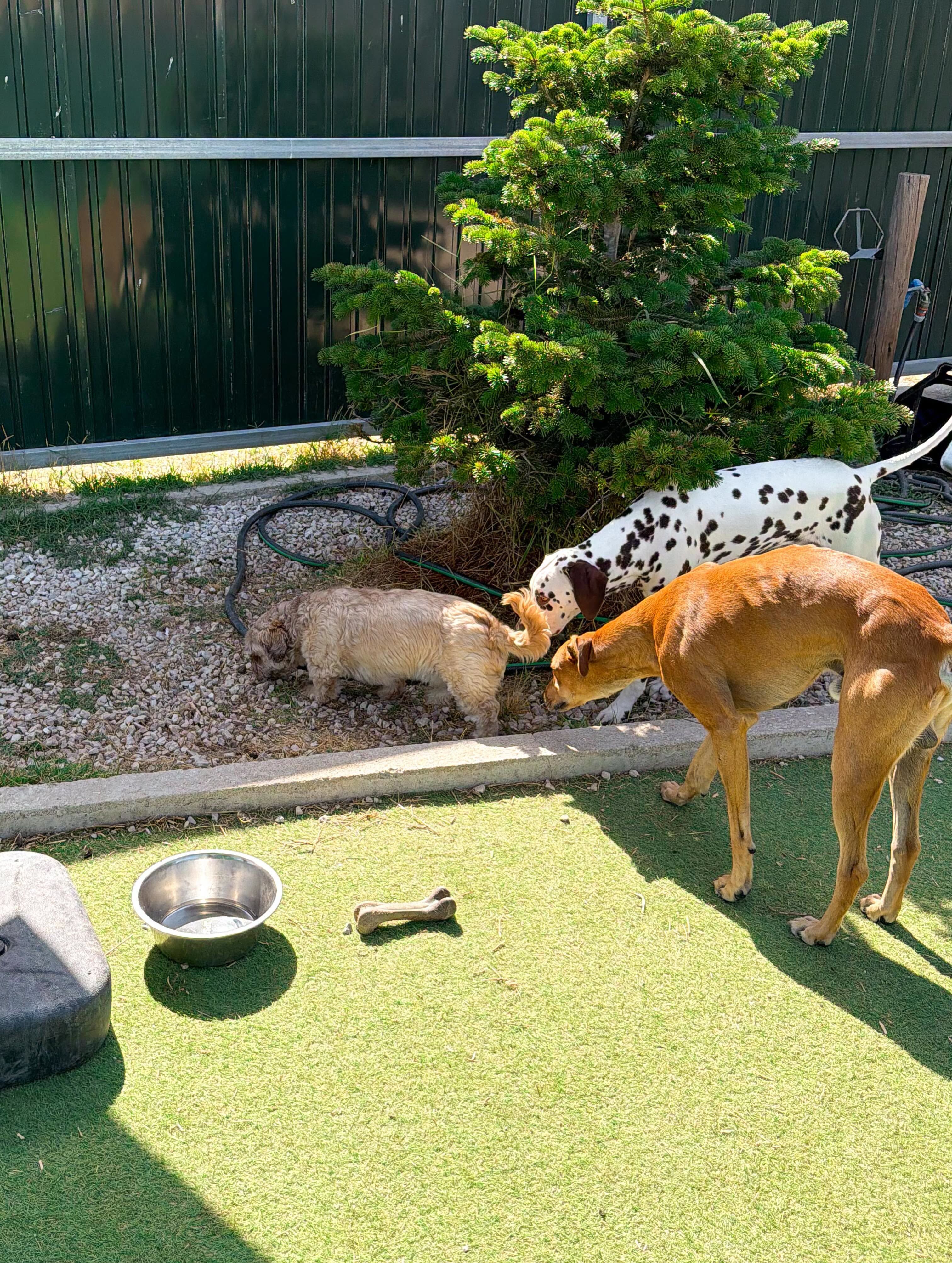 Hotel para Cães e Gatos da Quinta Andorinha - Setúbal