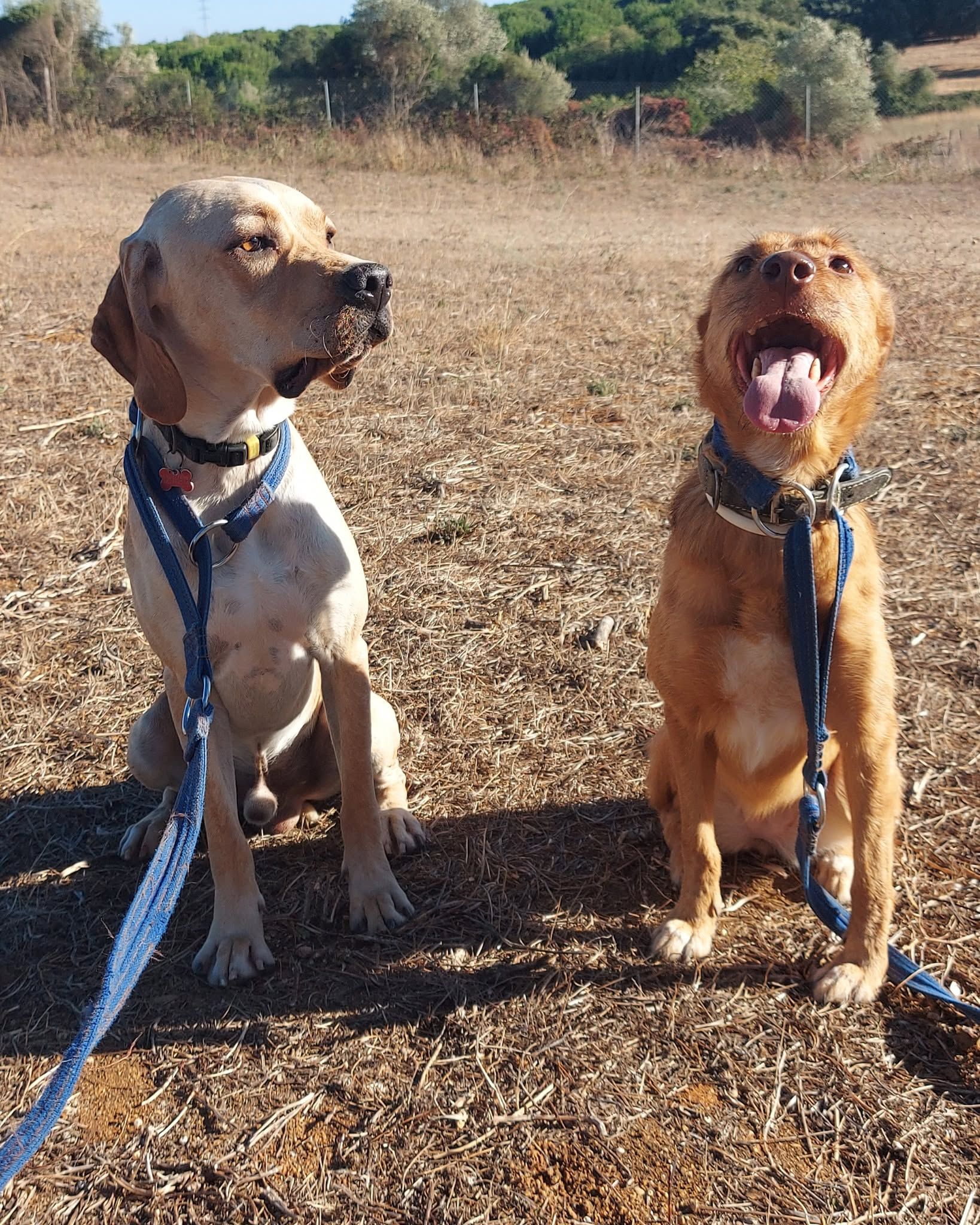 Caniroa Hotel para Cães e Treino de Cães.