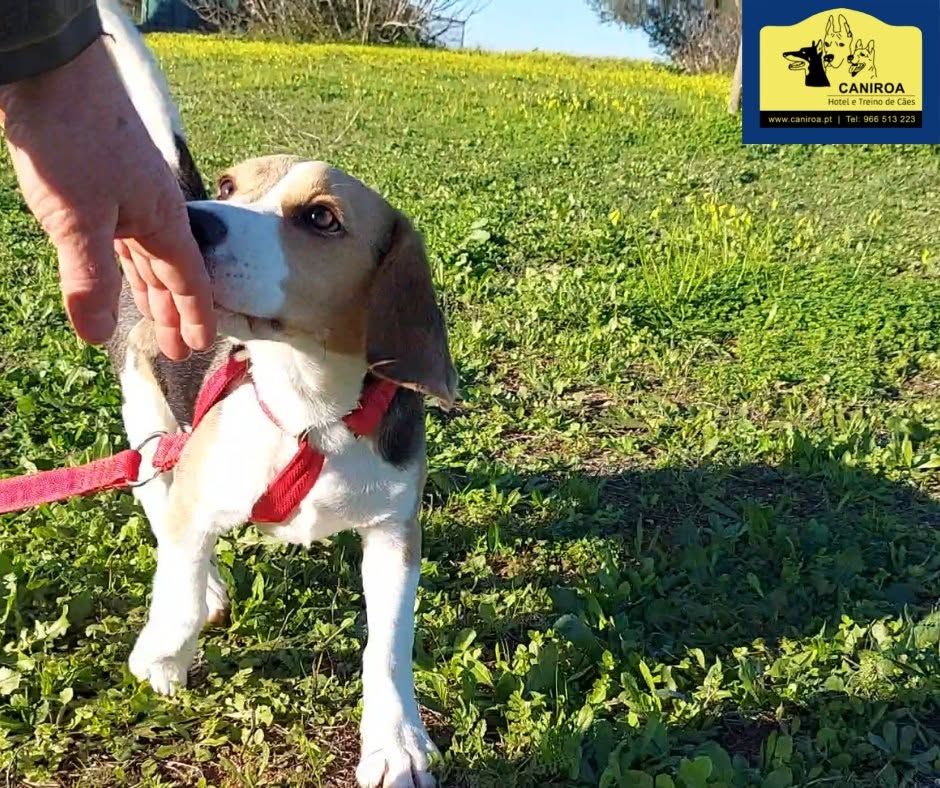 Caniroa Hotel para Cães e Treino de Cães.
