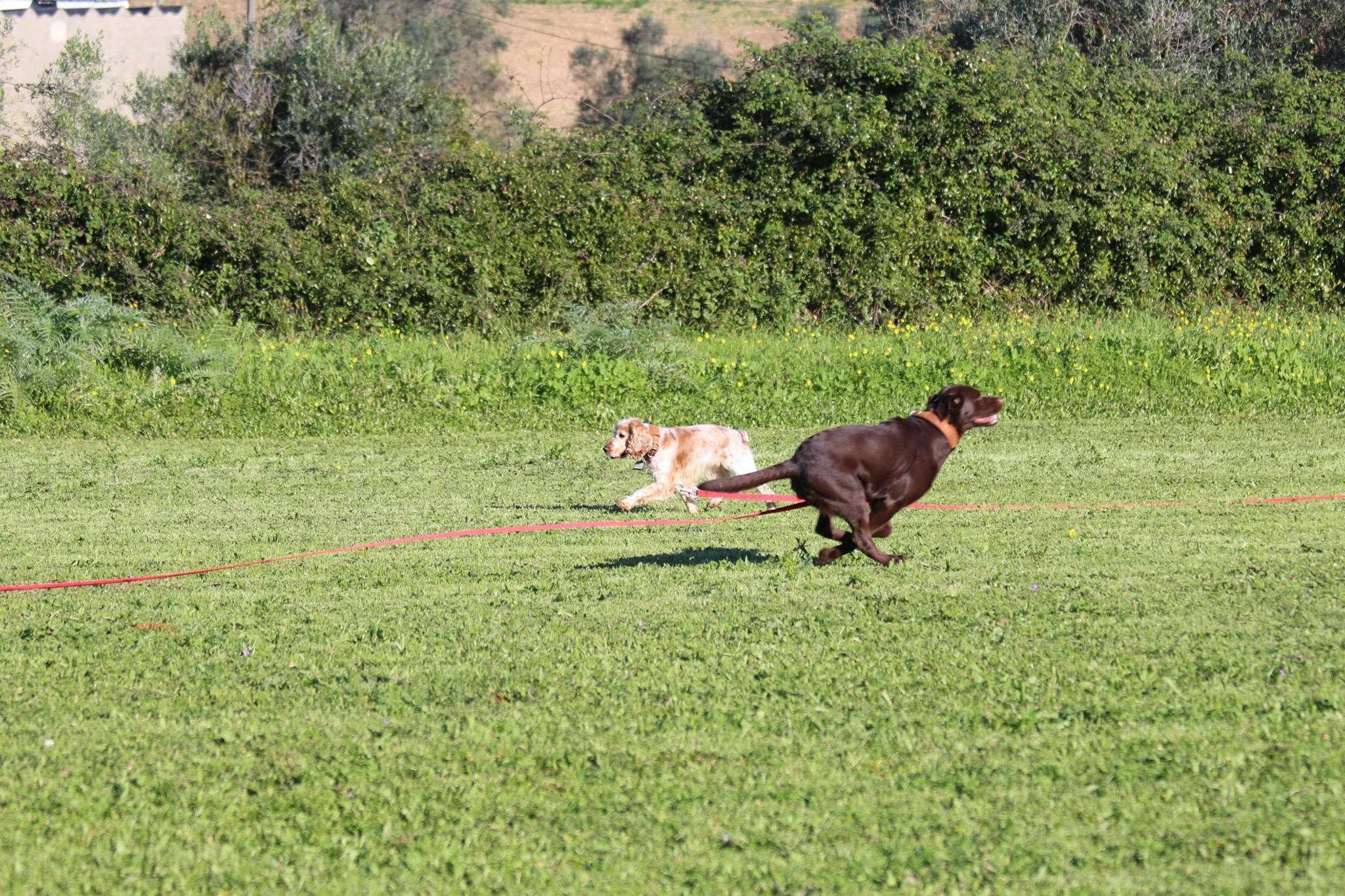 Caniroa Hotel para Cães e Treino de Cães.