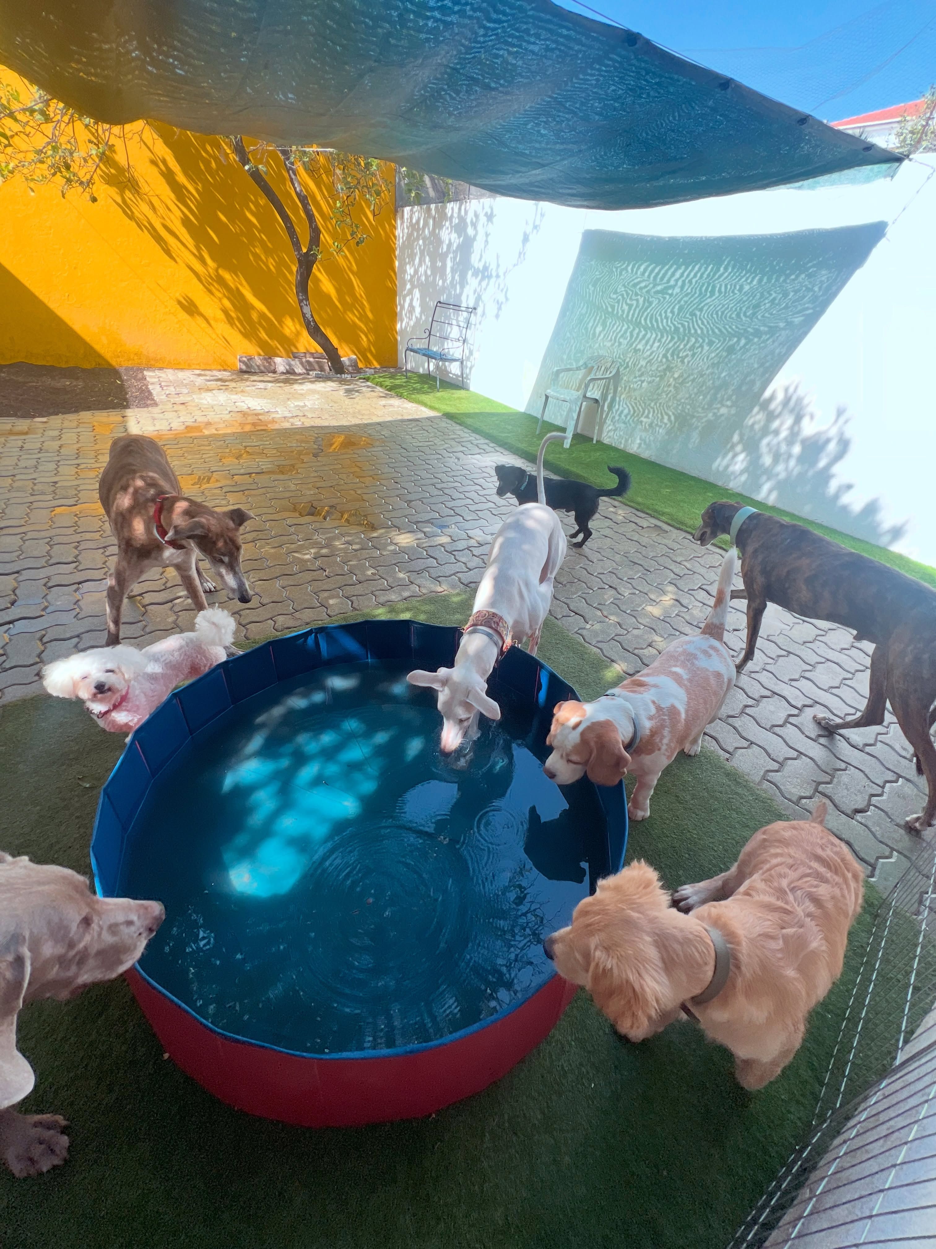 Miss Debbie - Dog Hotel & Pet Shop