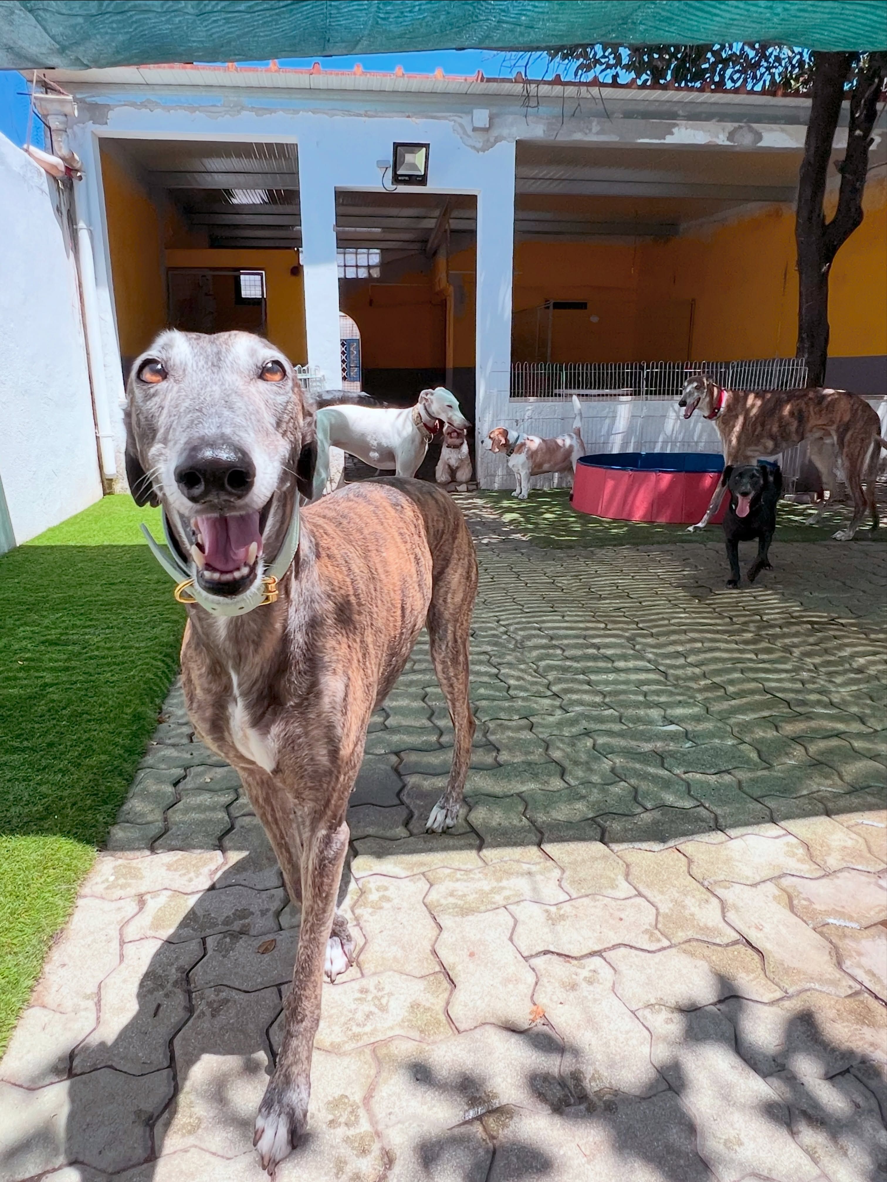 Miss Debbie - Dog Hotel & Pet Shop