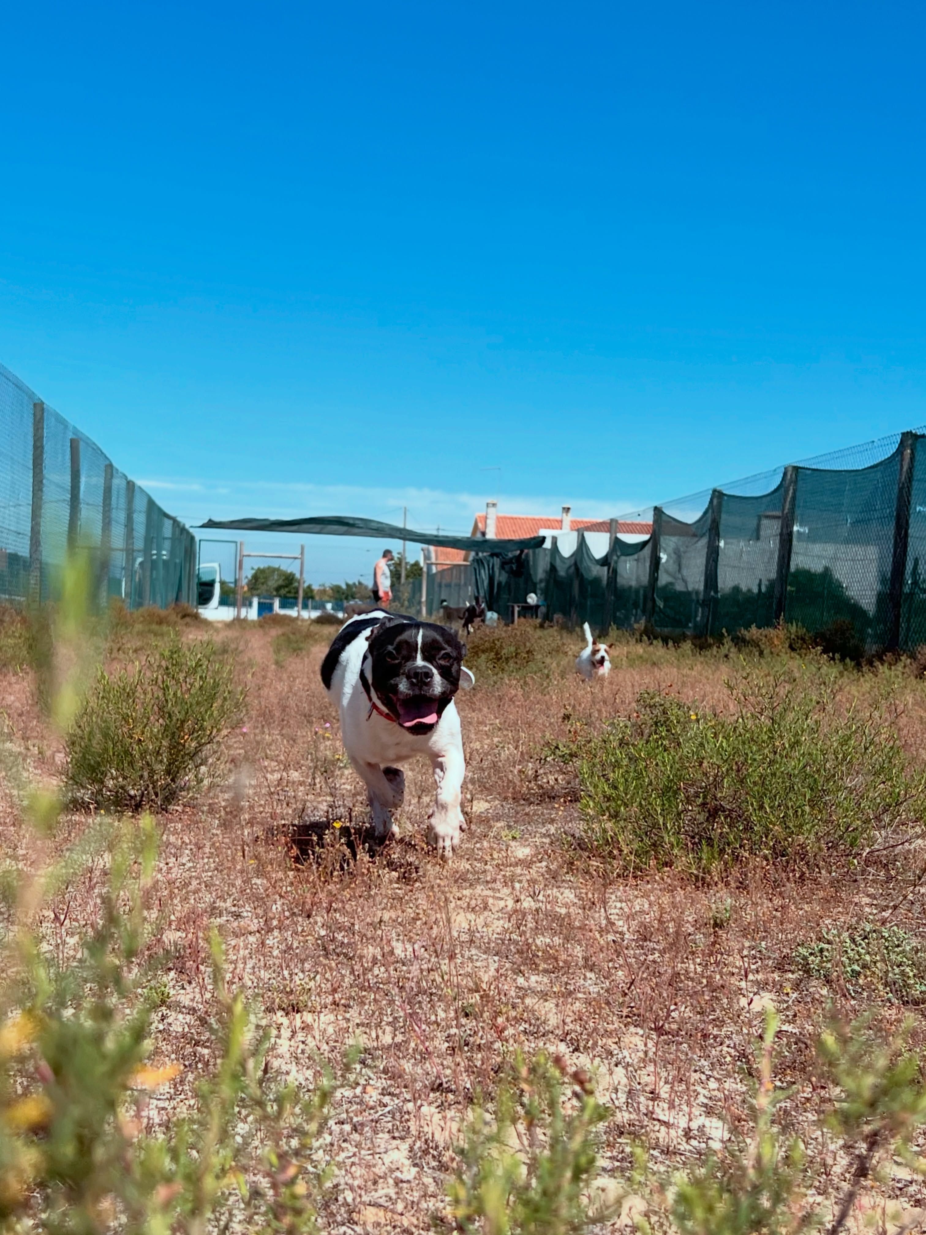 Miss Debbie - Dog Hotel & Pet Shop